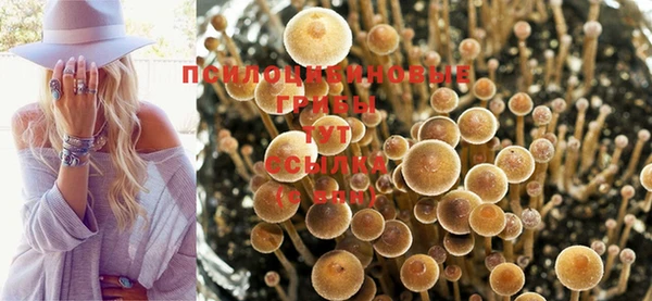 PSILOCYBIN Алексеевка